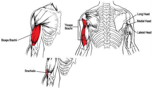 Arms-Muscle-Anatomy